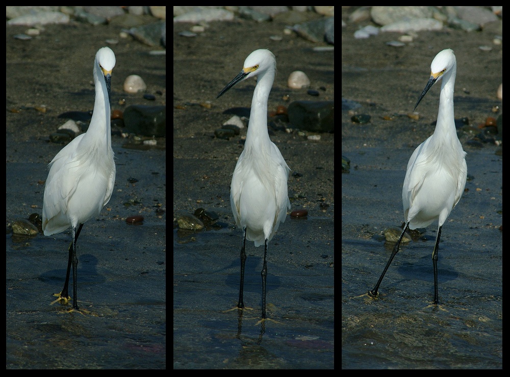 (44) bird montage.jpg   (1000x740)   289 Kb                                    Click to display next picture